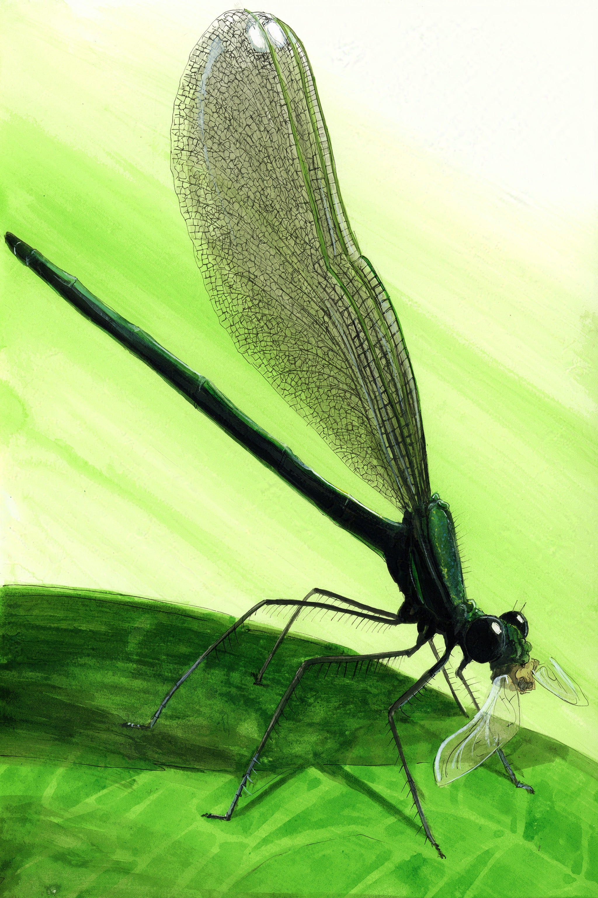 River Jewelwing (Calopteryx aequabilis) Art Print