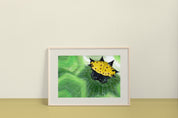Spiny Backed Orb Weaver (Genus Gasteracantha) Art Print