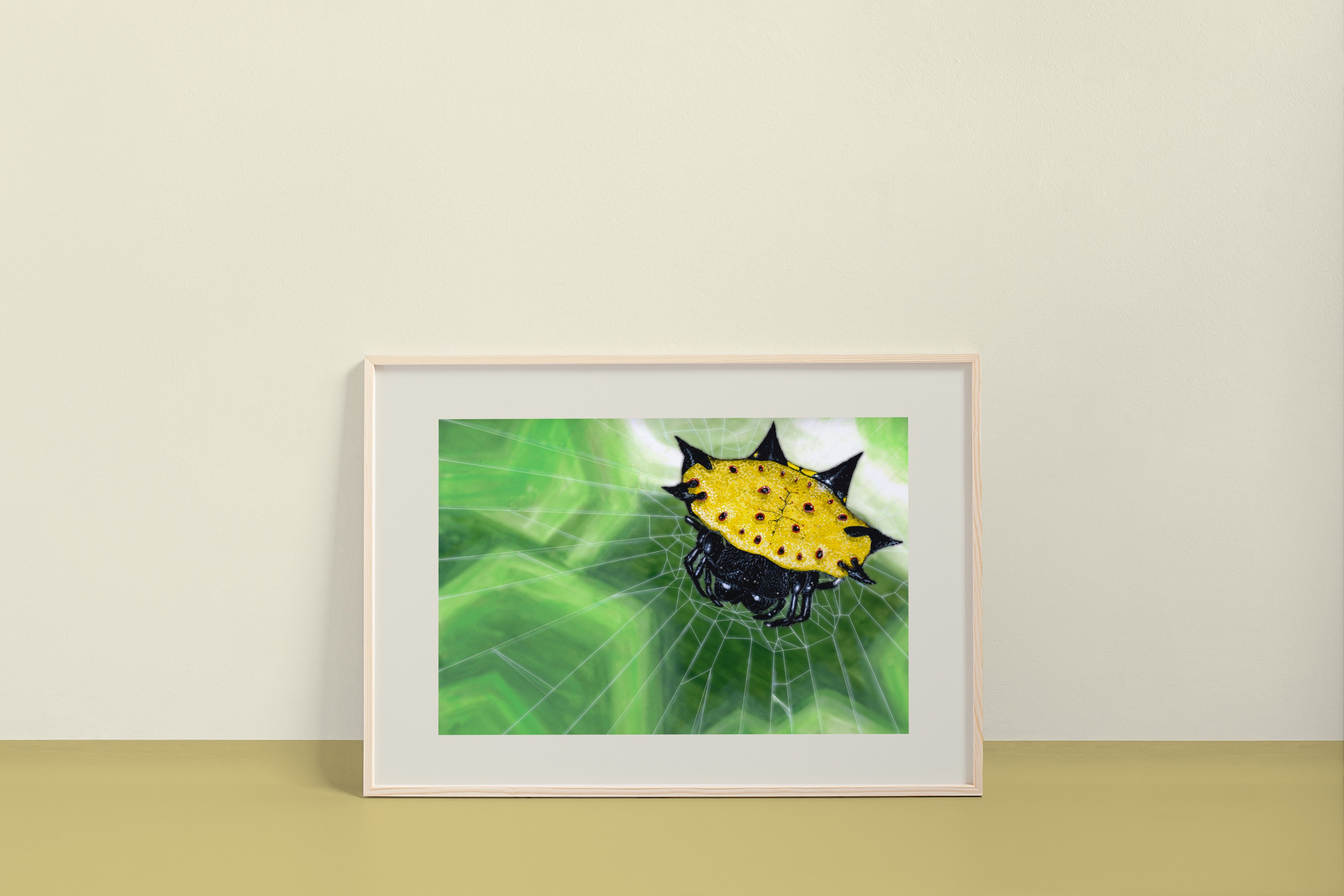 Spiny Backed Orb Weaver (Genus Gasteracantha) Art Print