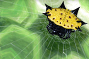 Spiny Backed Orb Weaver (Genus Gasteracantha) Art Print