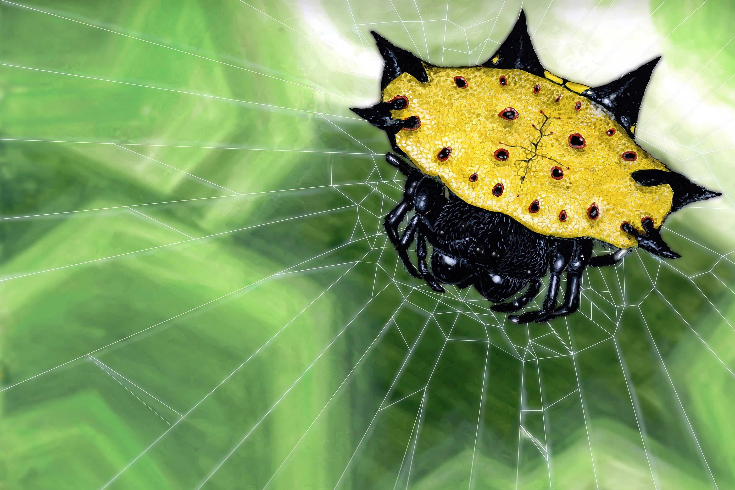 Spiny Backed Orb Weaver (Genus Gasteracantha) Art Print