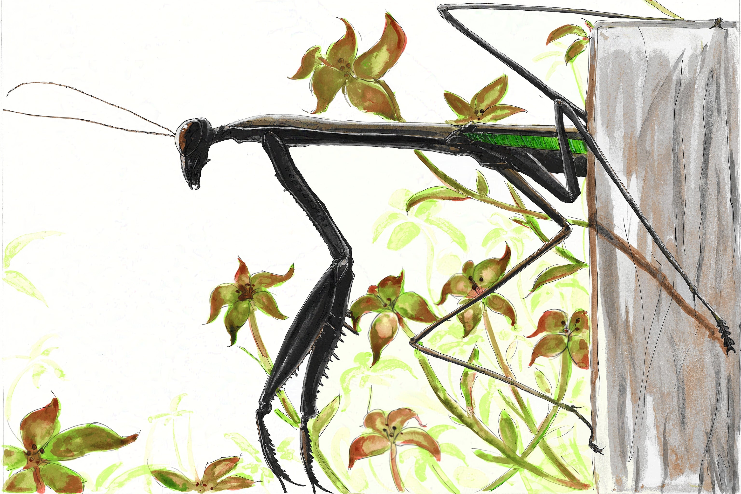 Chinese Mantis (ink drawing) - (Tenodera sinensis) Art Print