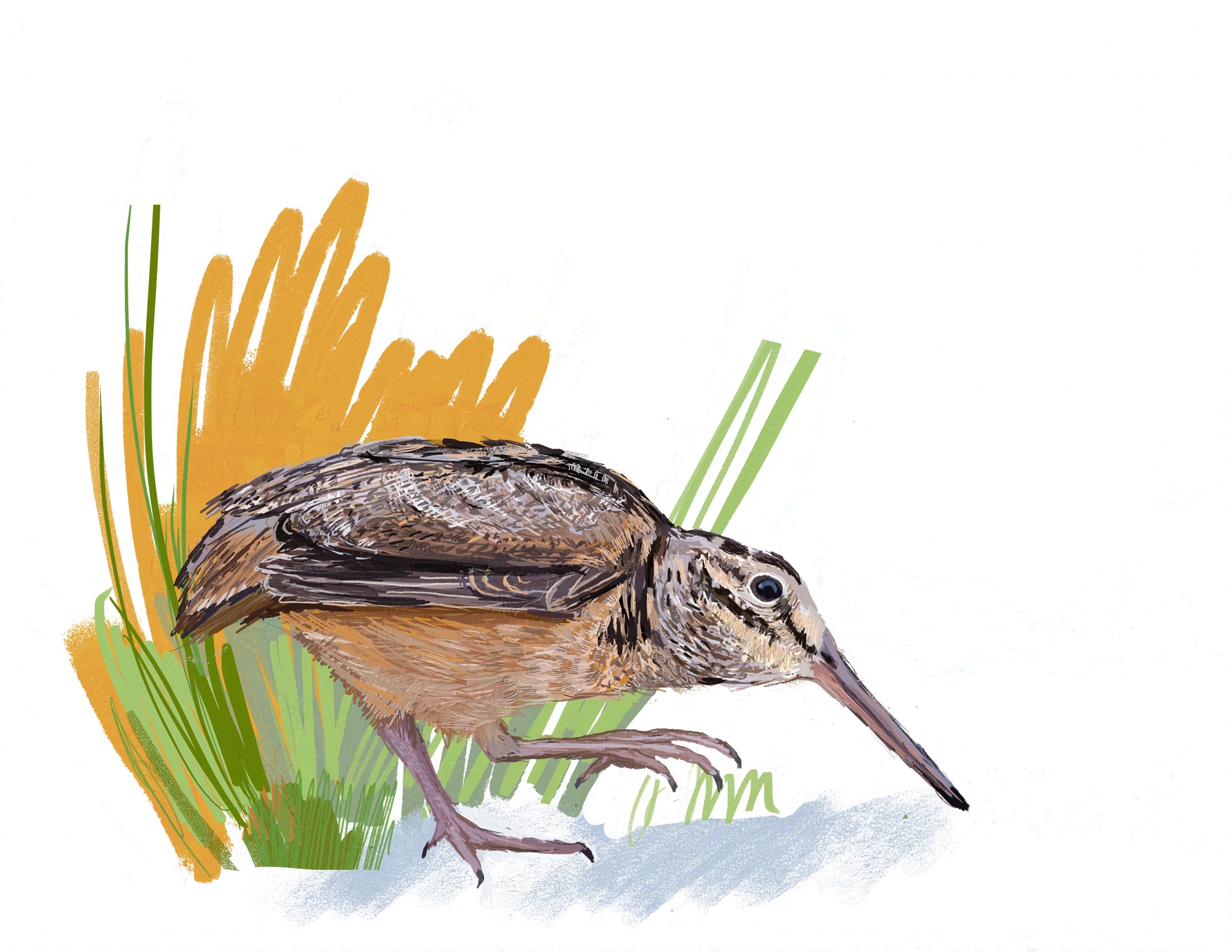 American Woodcock Art Print