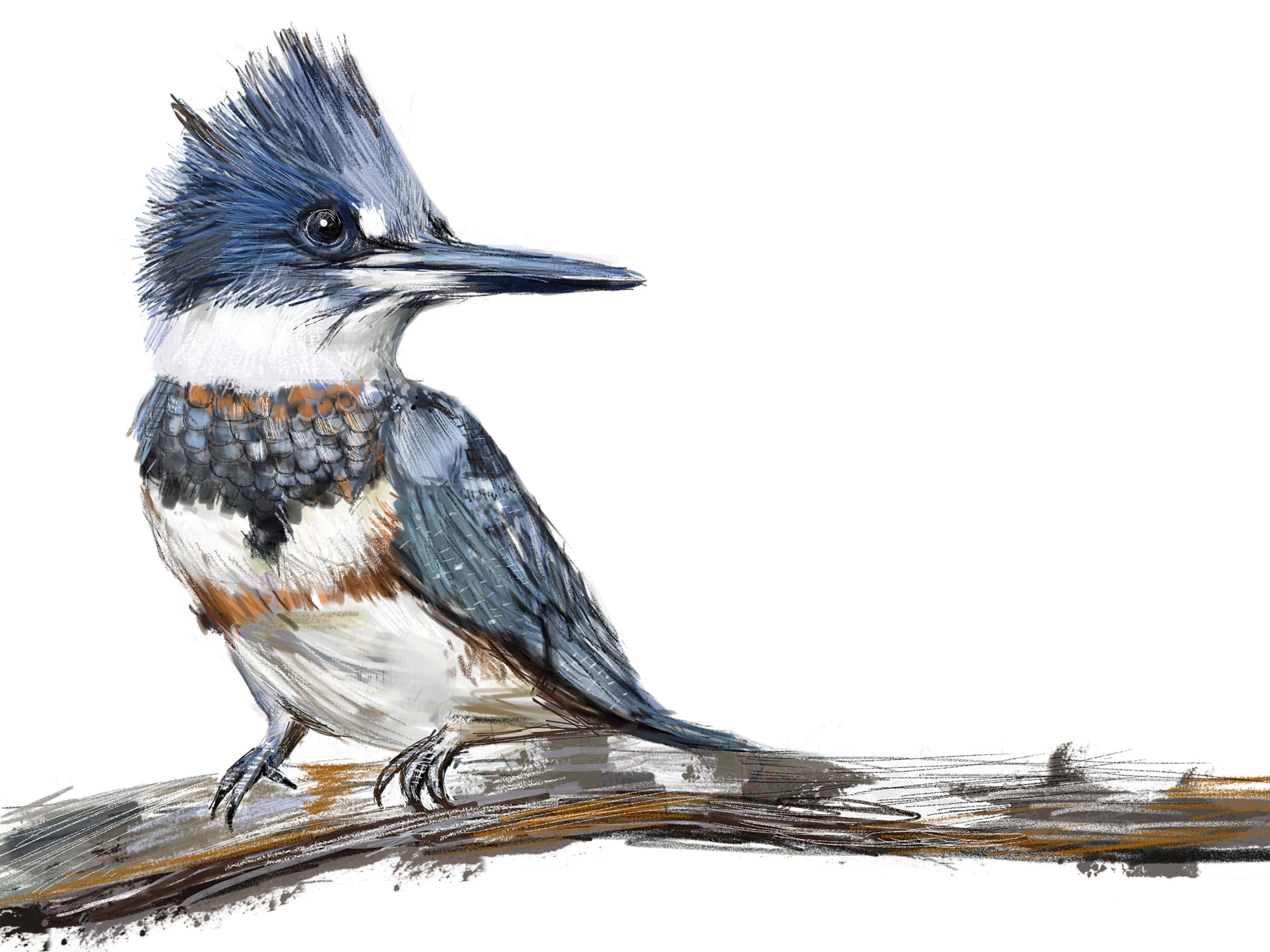 Belted Kingfisher Art Print