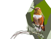 Allen's Hummingbird Art Print