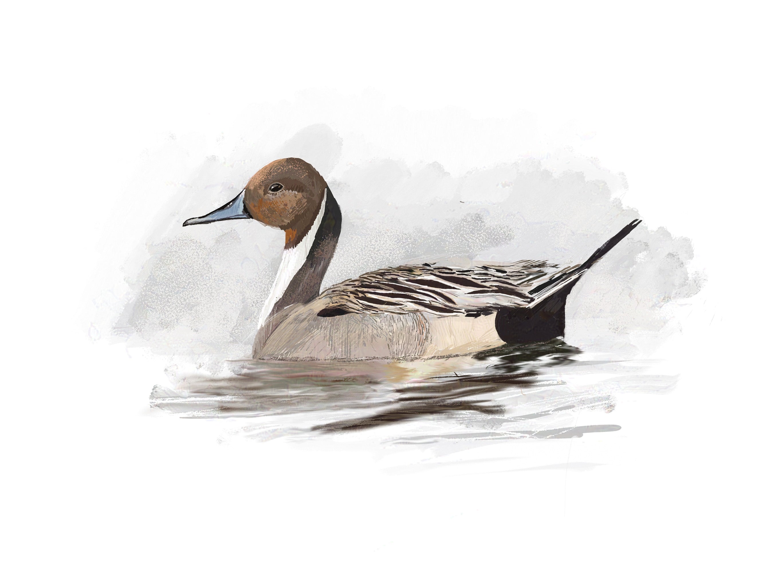 Northern Pintail Art Print