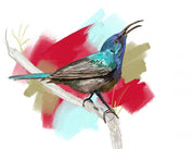 Palestine Sunbird Art Print