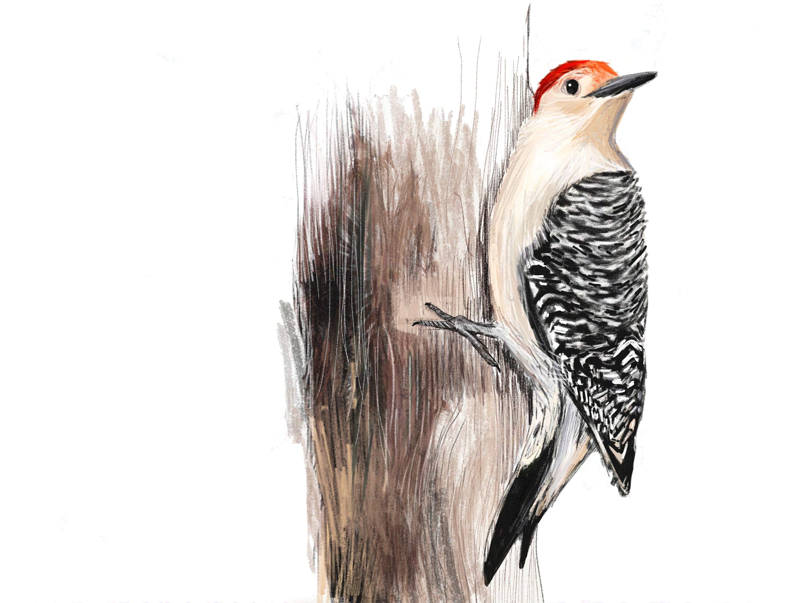 Red-bellied Woodpecker Art Print