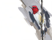 Red-headed Woodpecker Art Print