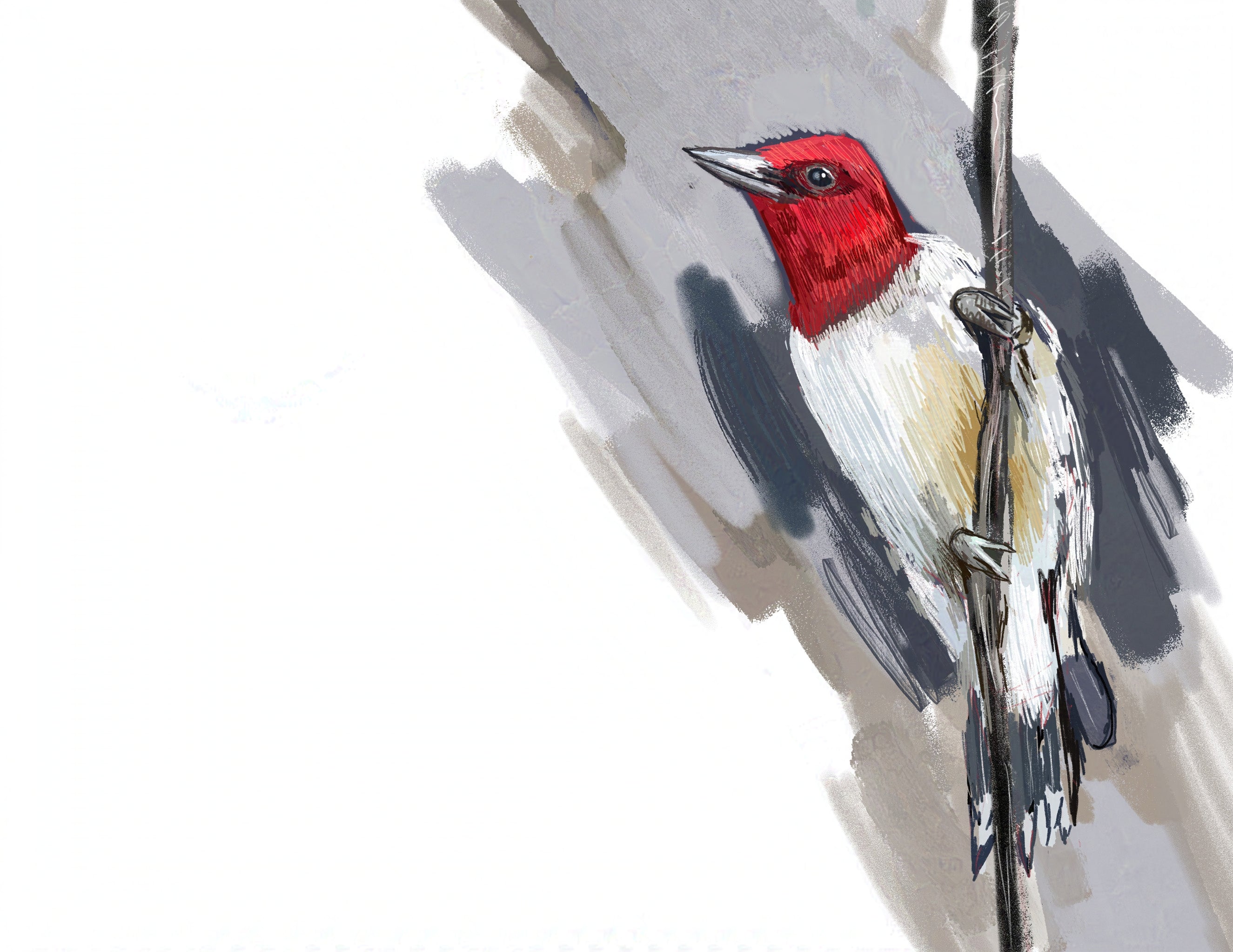 Red-headed Woodpecker Art Print