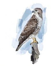 Red-tailed Hawk Art Print