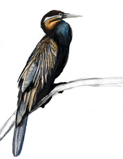 African Darter Art Print
