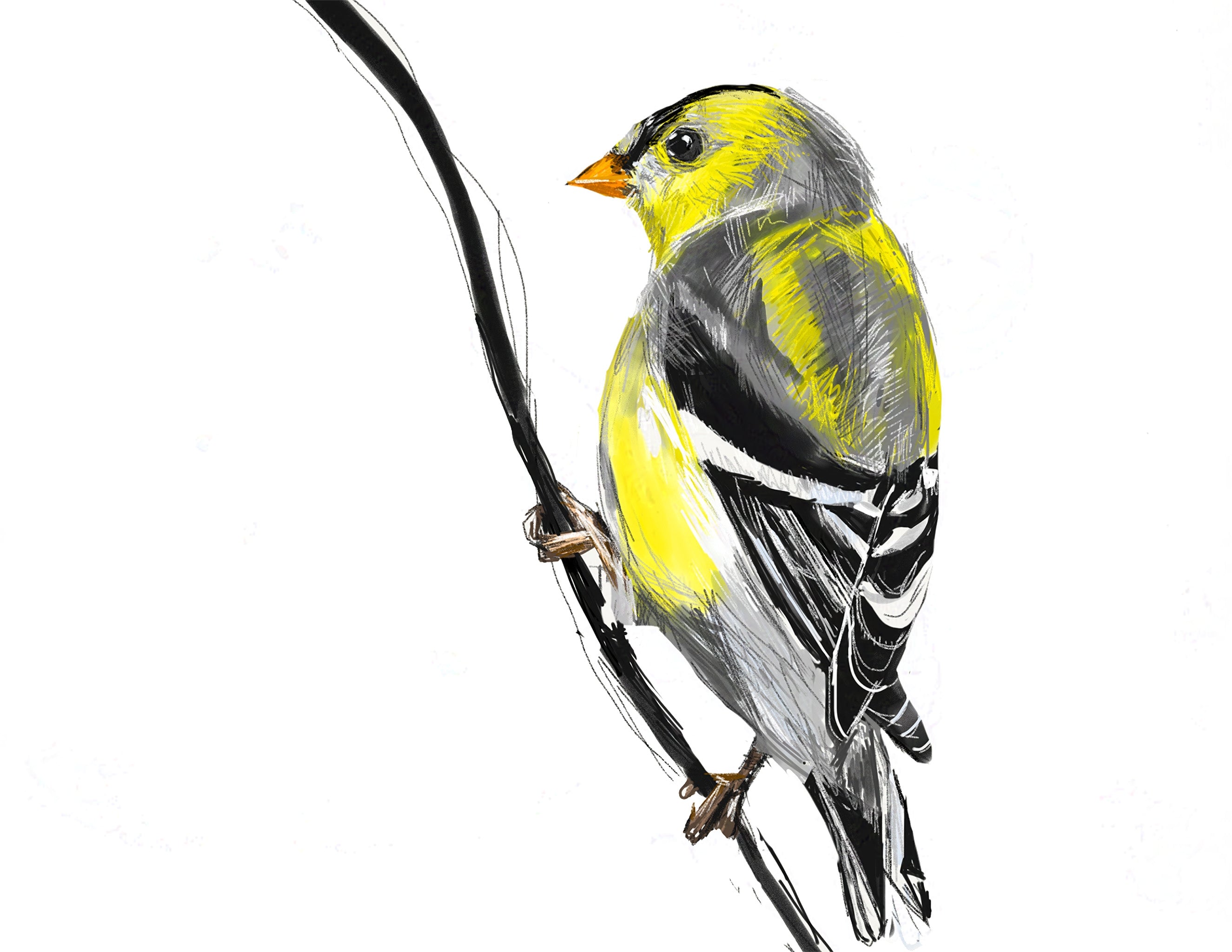 American Goldfinch Art Print