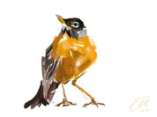 American Robin Art Print