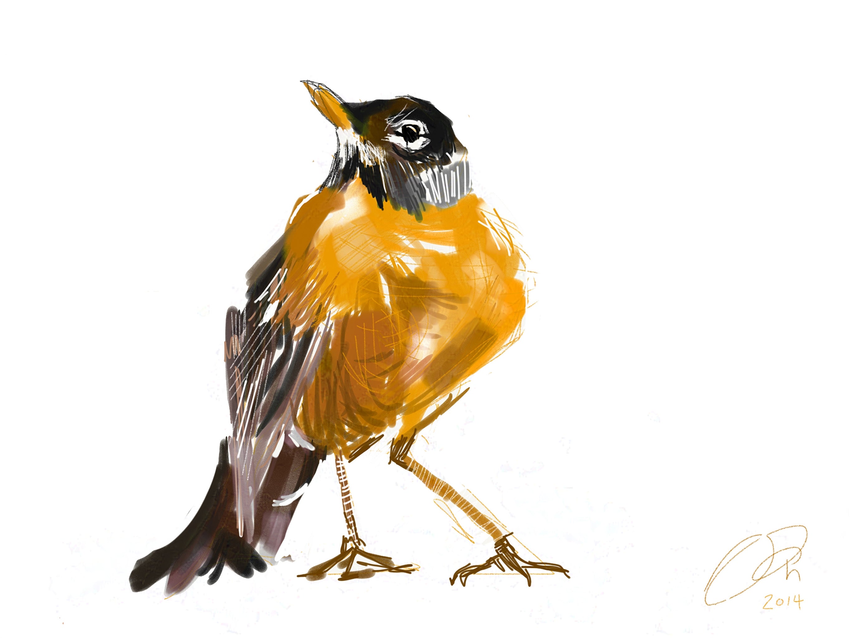 American Robin Art Print