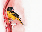 Baltimore Oriole Art Print