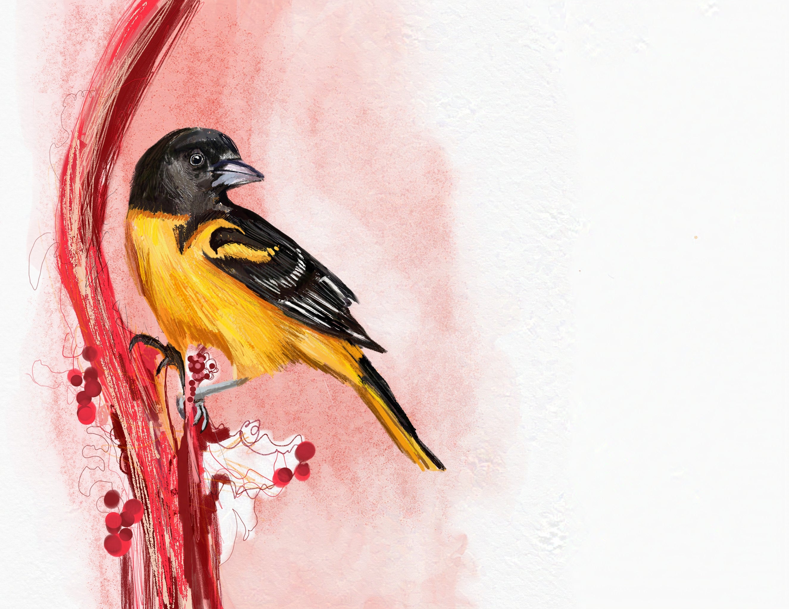 Baltimore Oriole Art Print