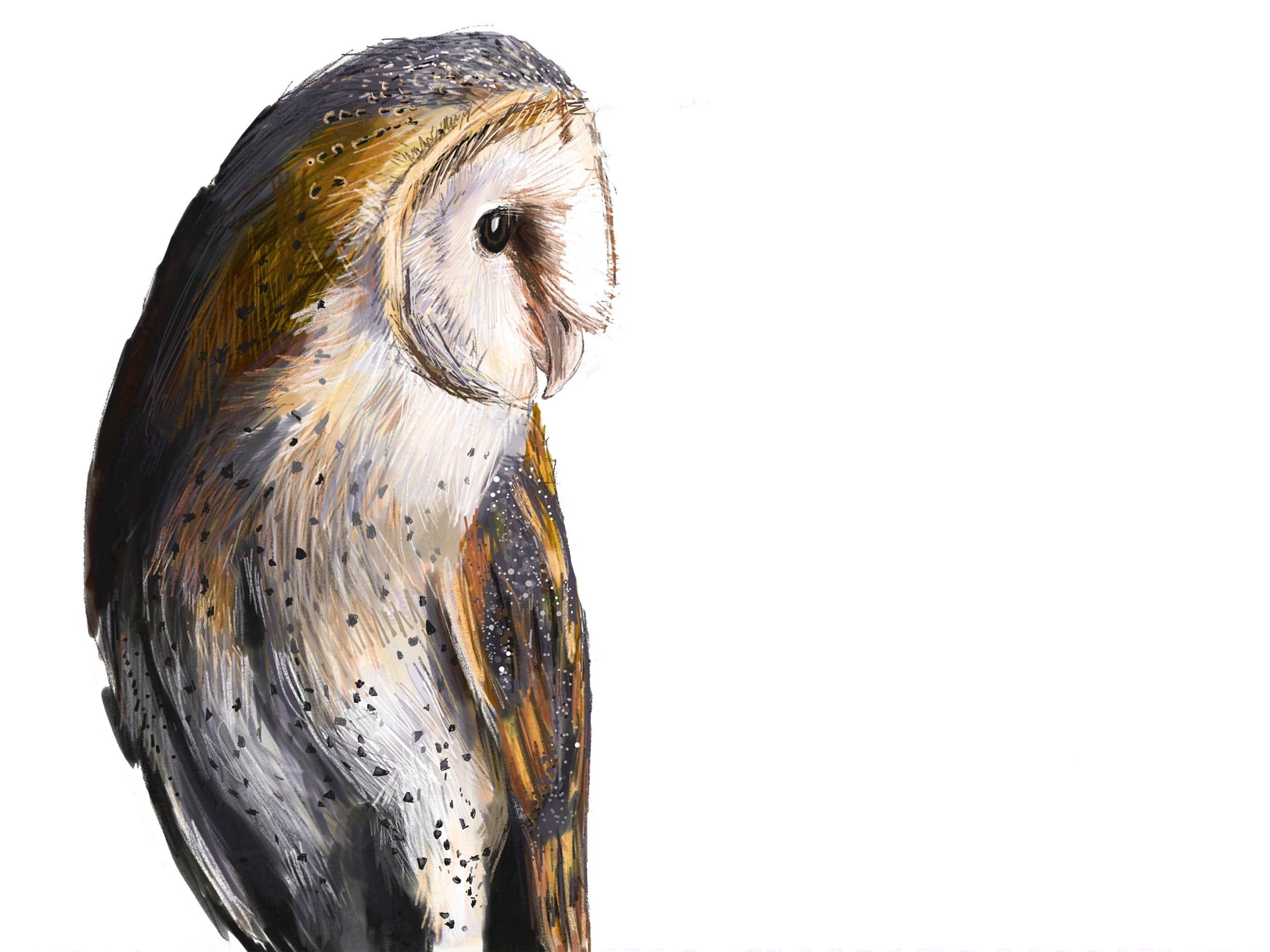 Barn Owl Art Print