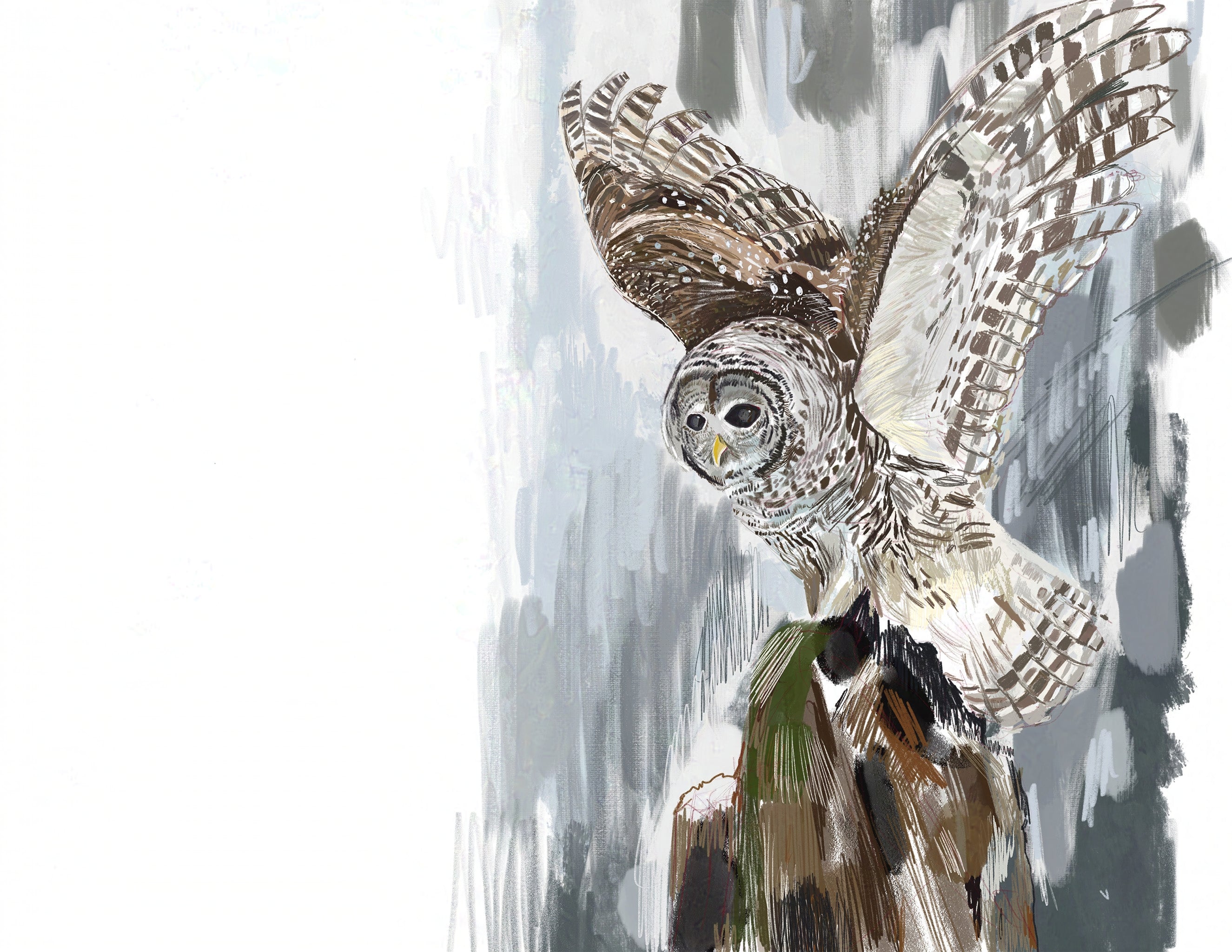 Barred Owl Art Print