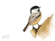 Black Capped Chickadee Art Print