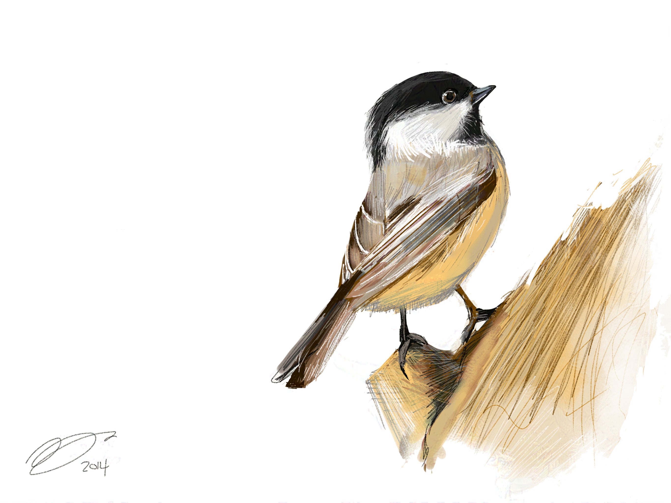 Black Capped Chickadee Art Print
