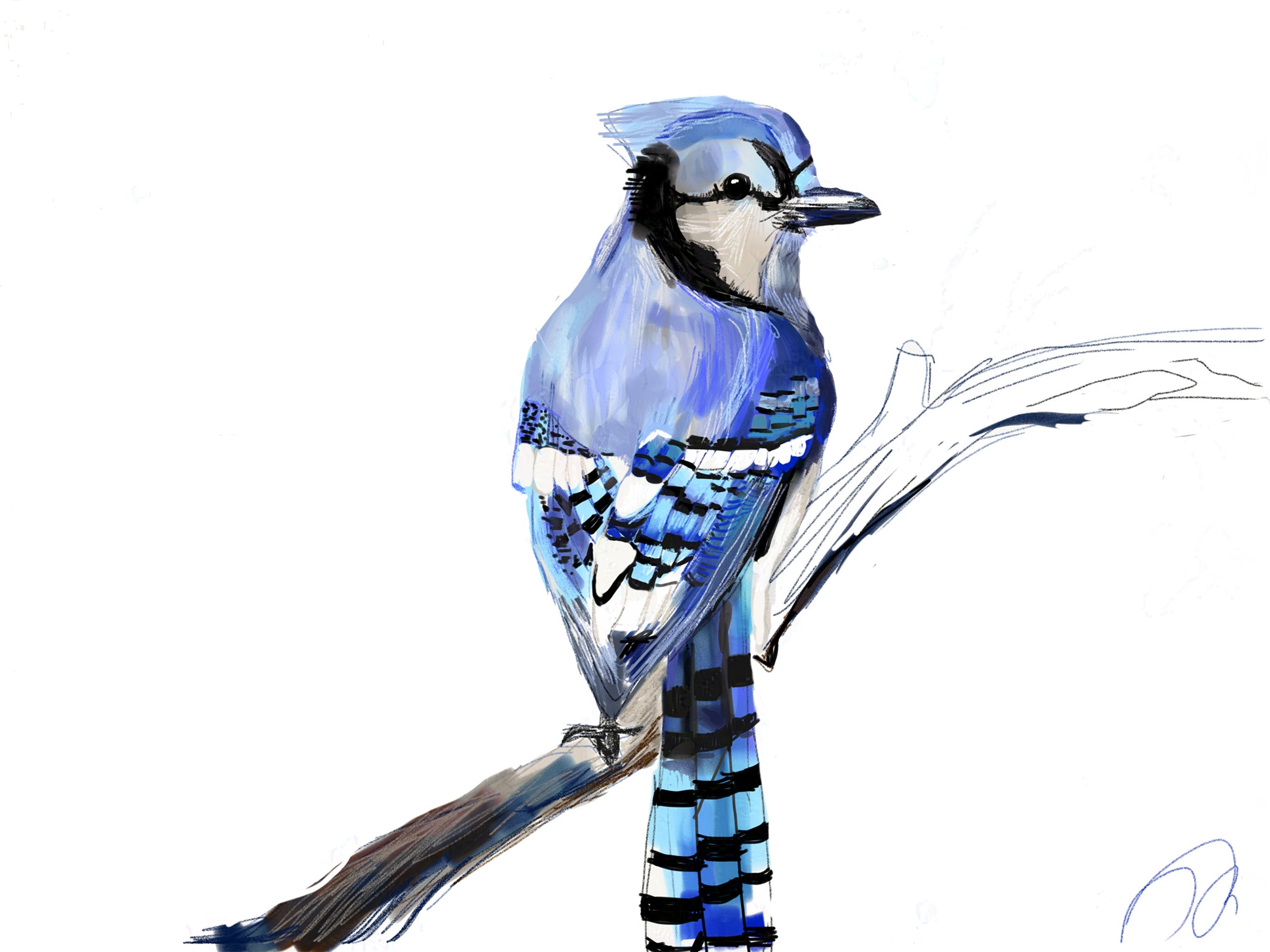 Blue Jay Art Print