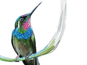 Brazilian Ruby Hummingbird Art Print