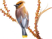 Cedar Waxwing Art Print