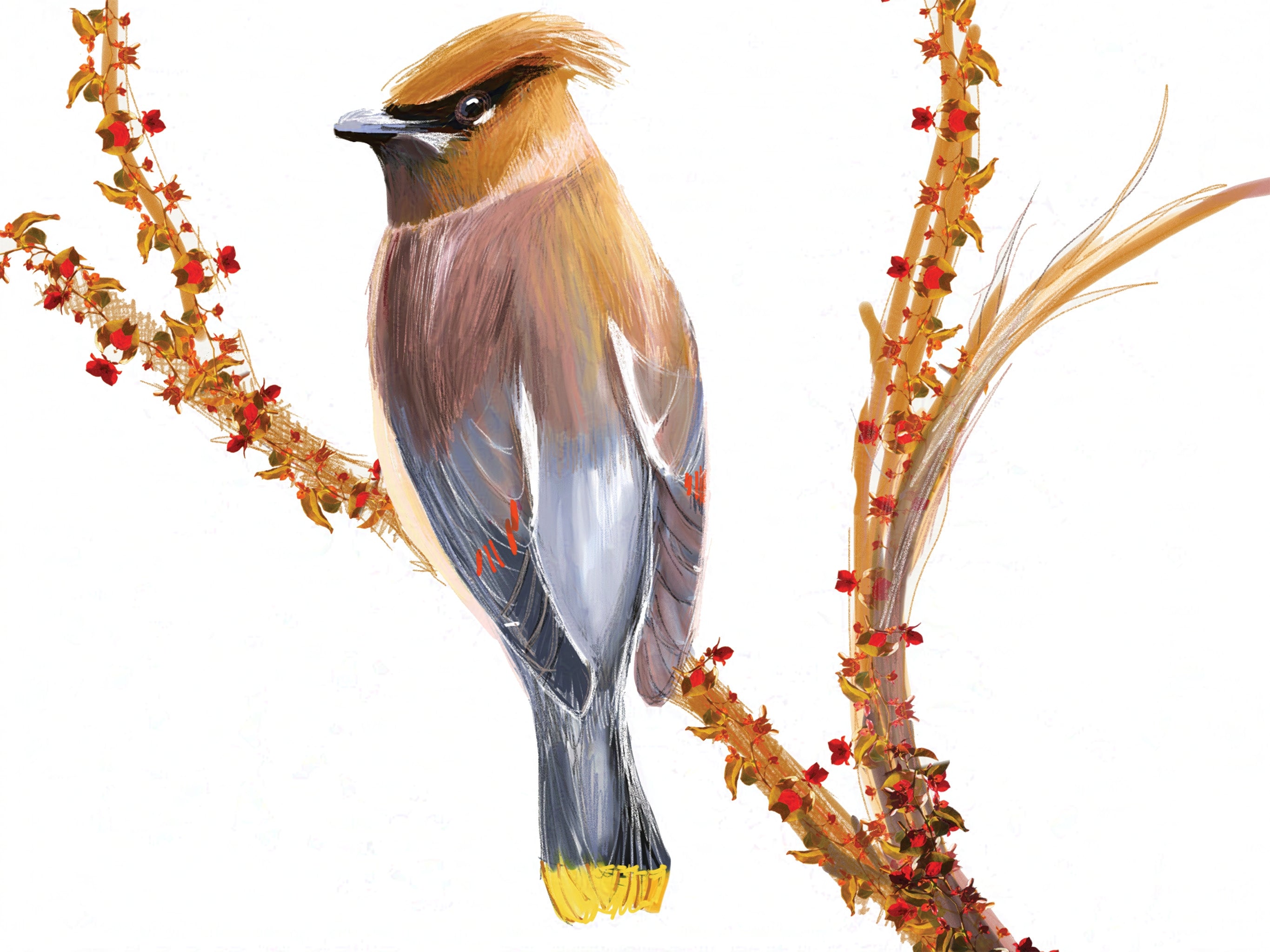 Cedar Waxwing Art Print