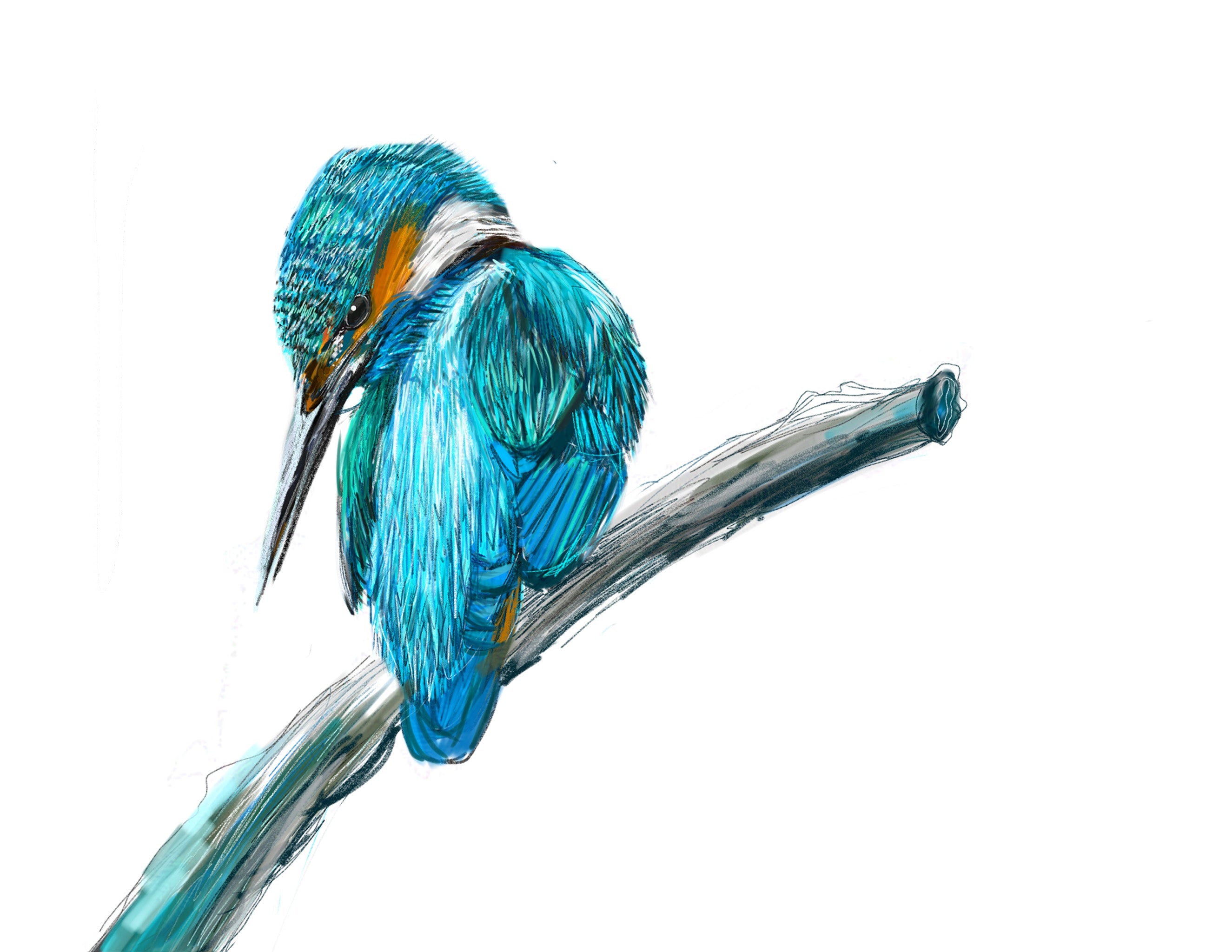 Common Kingfisher Art Print