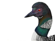 Common Loon Art Print