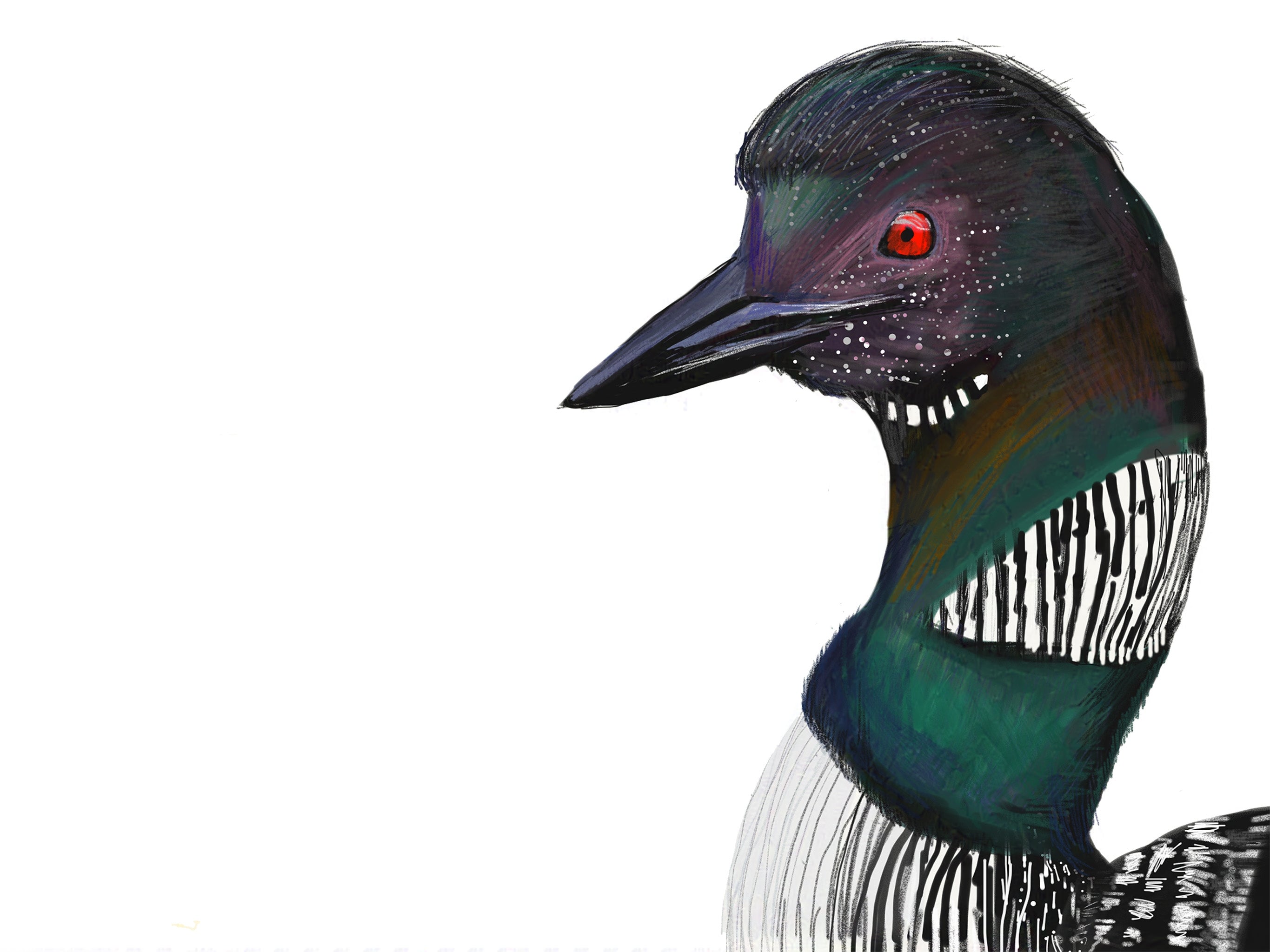 Common Loon Art Print
