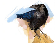 Common Raven Art Print