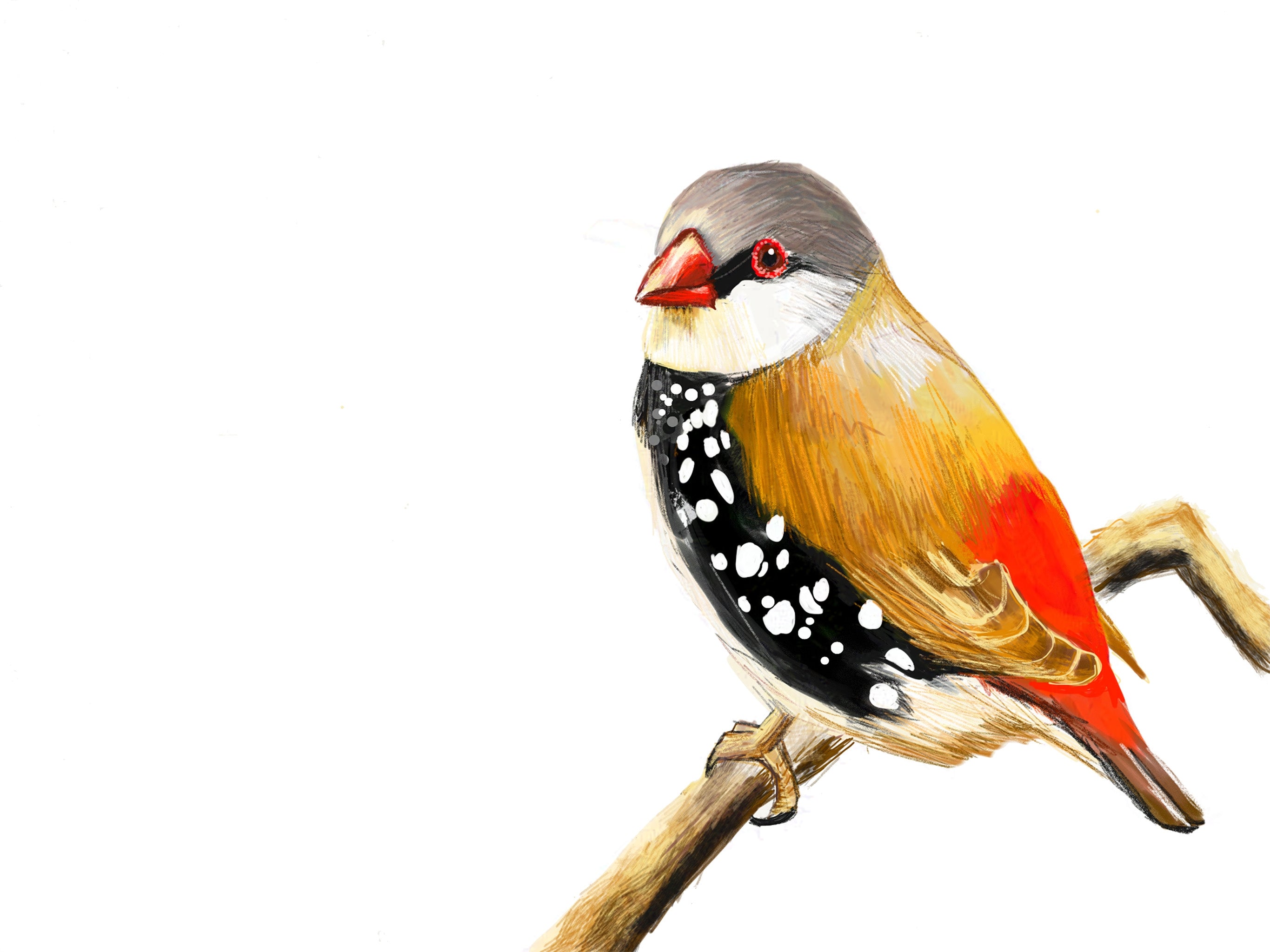Diamond Firetail Finch Art Print