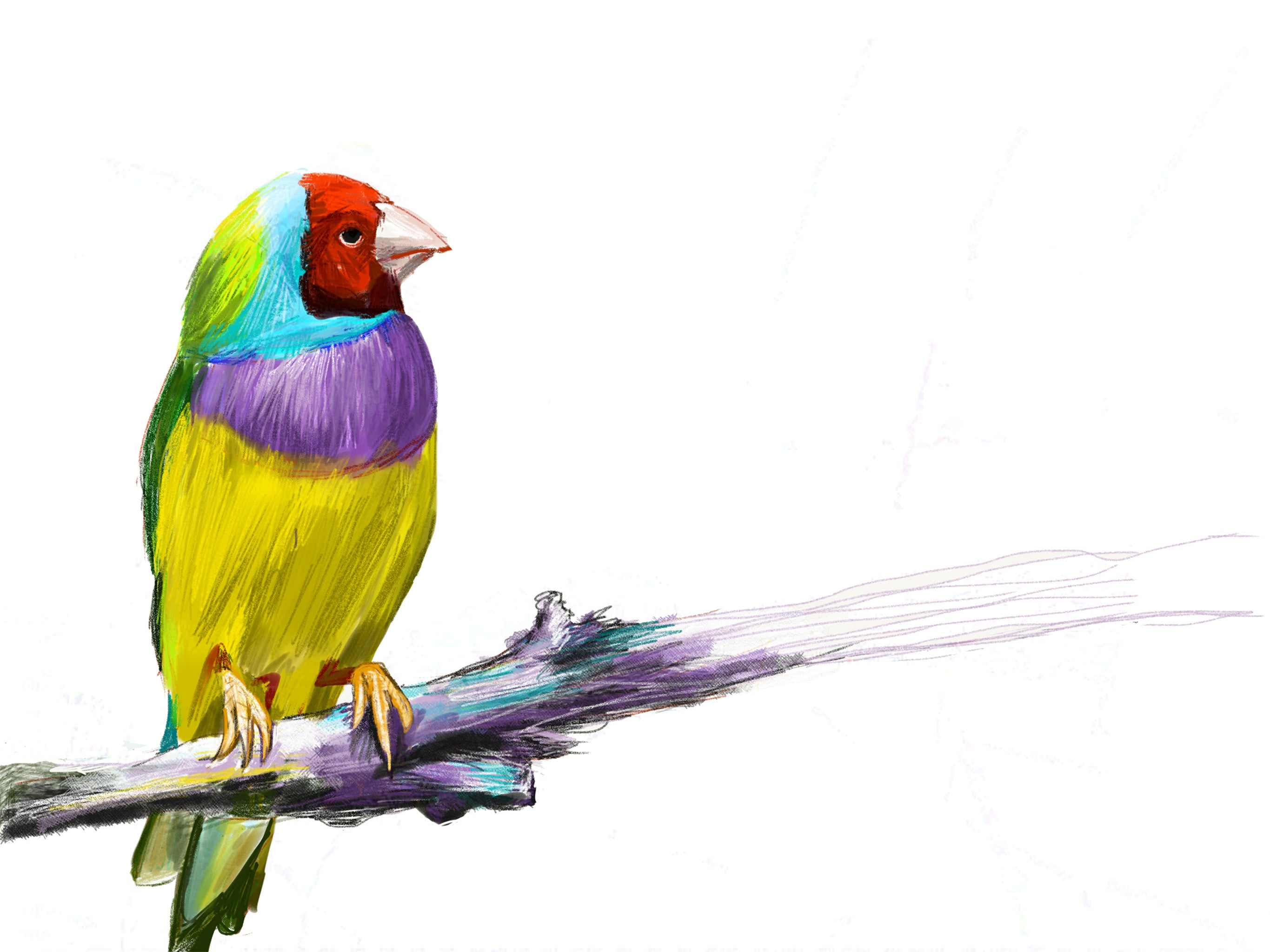 Gouldian Finch Art Print