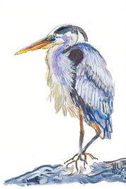 Great Blue Heron Art Print