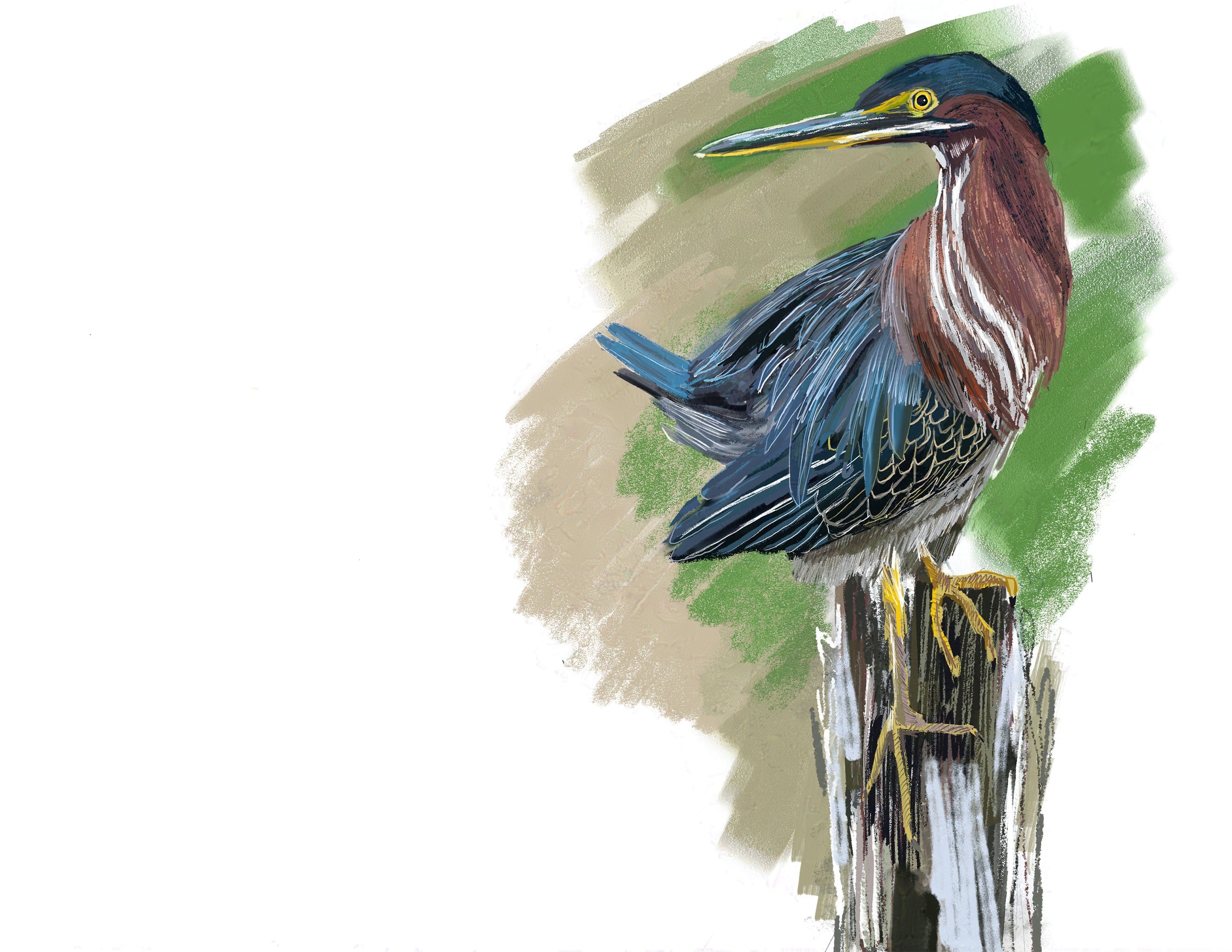 Green Heron Art Print