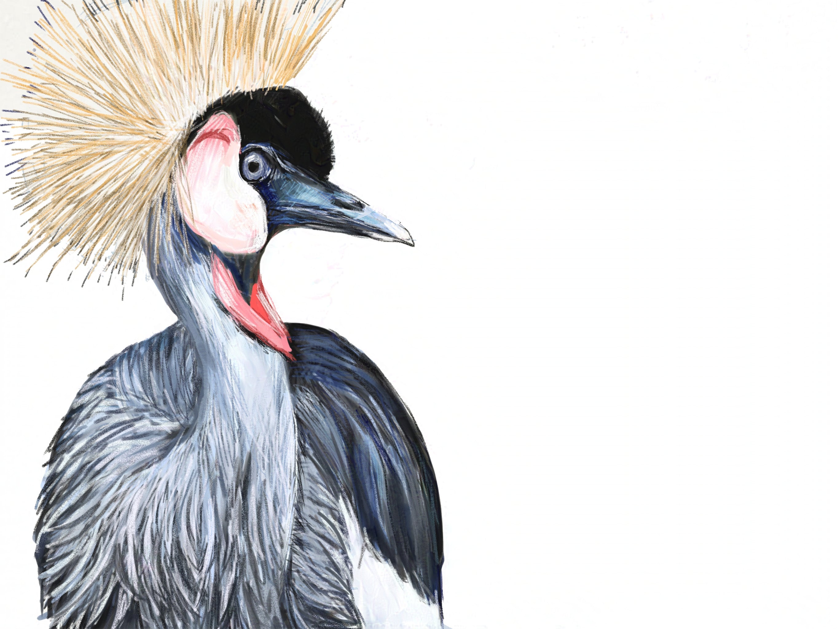 Gray-crowned Crane Art Print