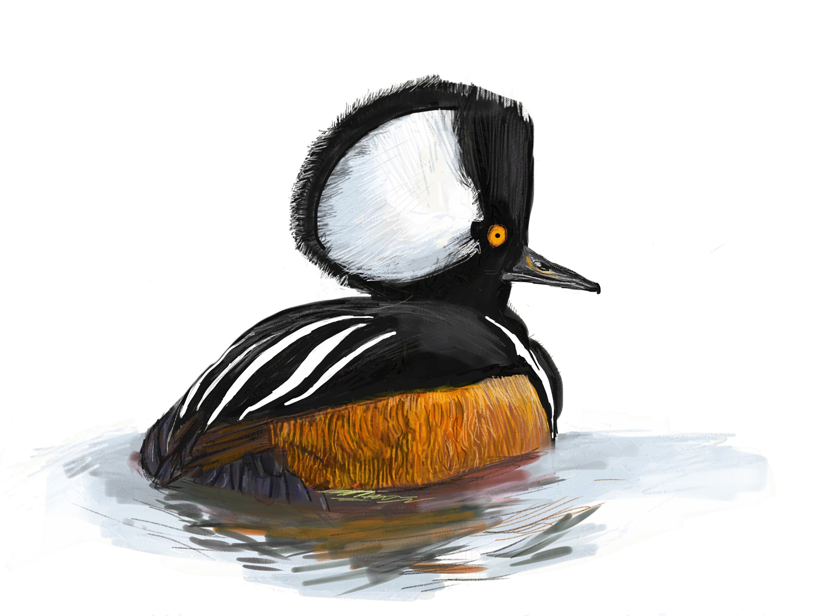 Hooded Merganser Art Print