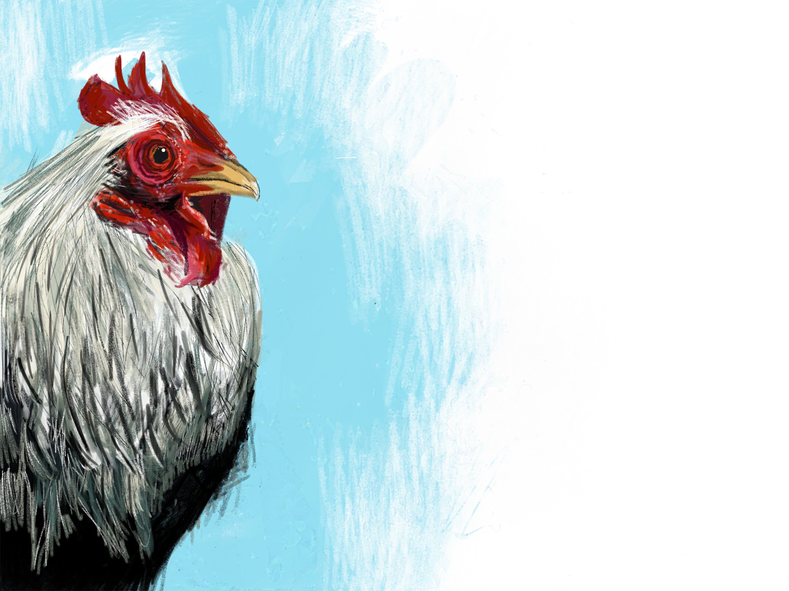 Iowa Blue Chicken Art Print