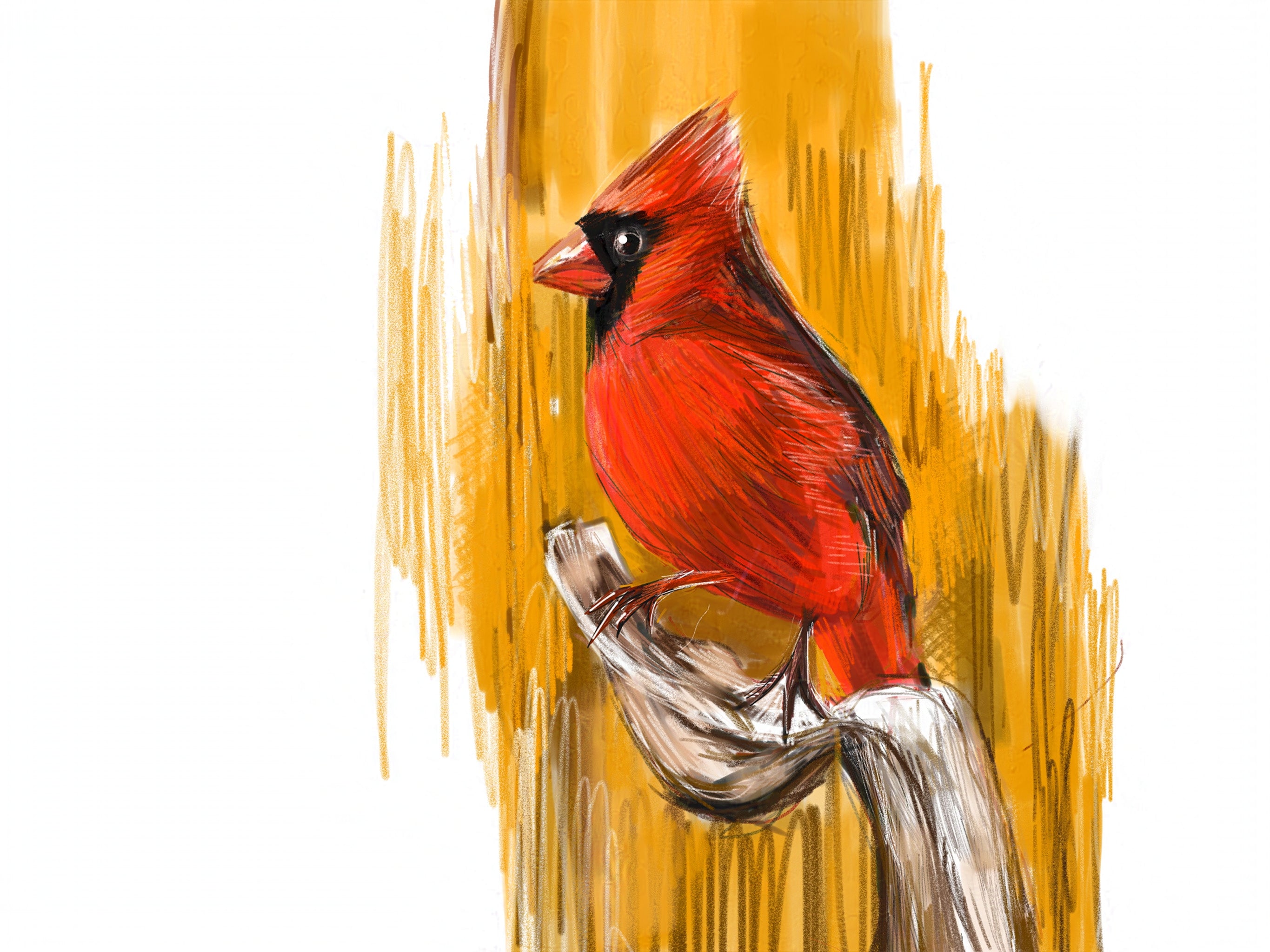 resetreality_bird_art_northern_cardinal_orange__digital_print-ns.jpg