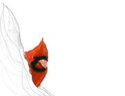 Northern Cardinal (Peeking) Art Print