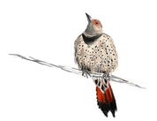 Northern Flicker Art Print