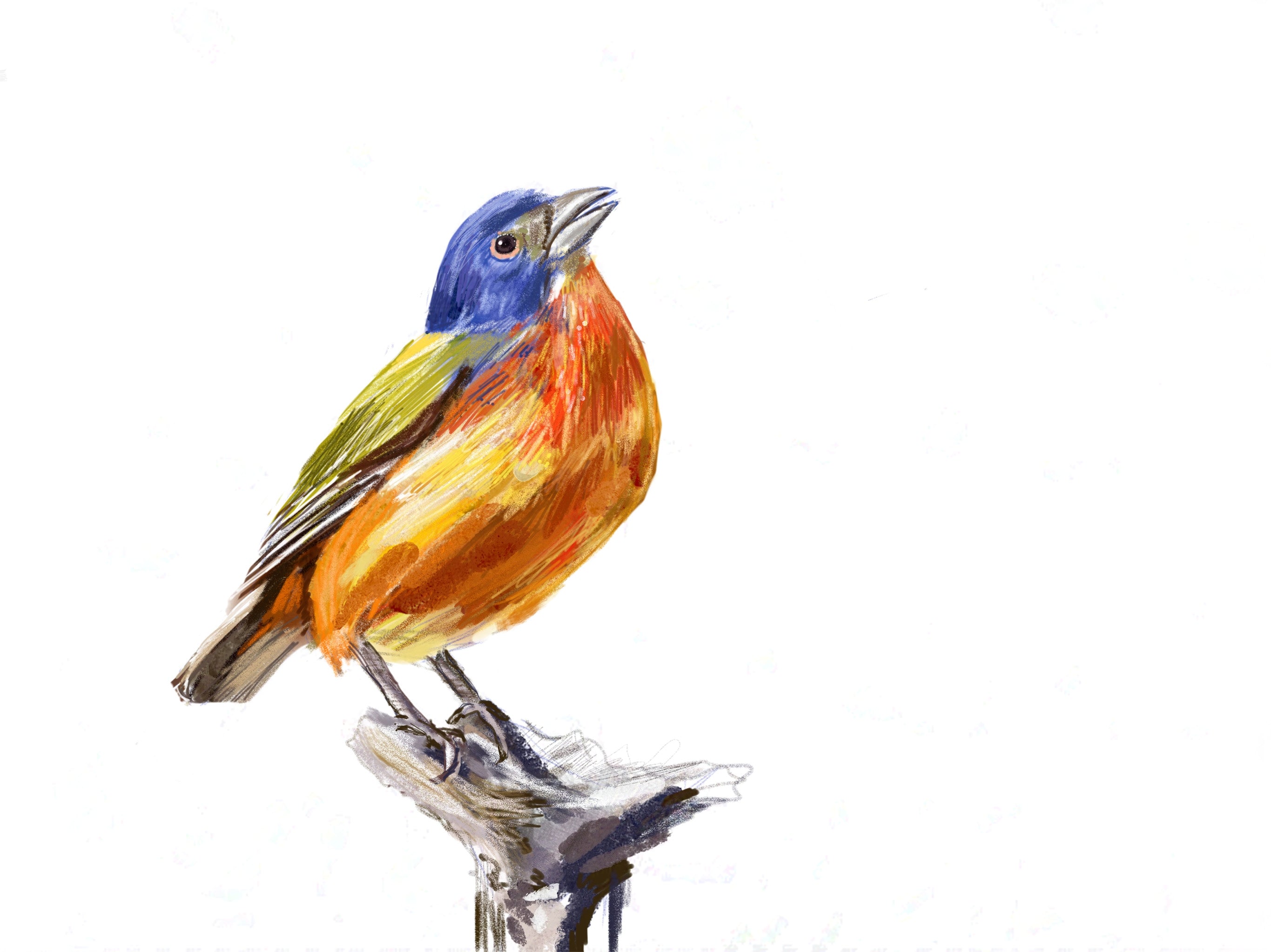 Painted Bunting Art Print