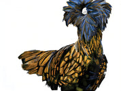 Polish Chicken Art Print