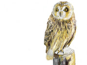 Short-eared Owl Art Print