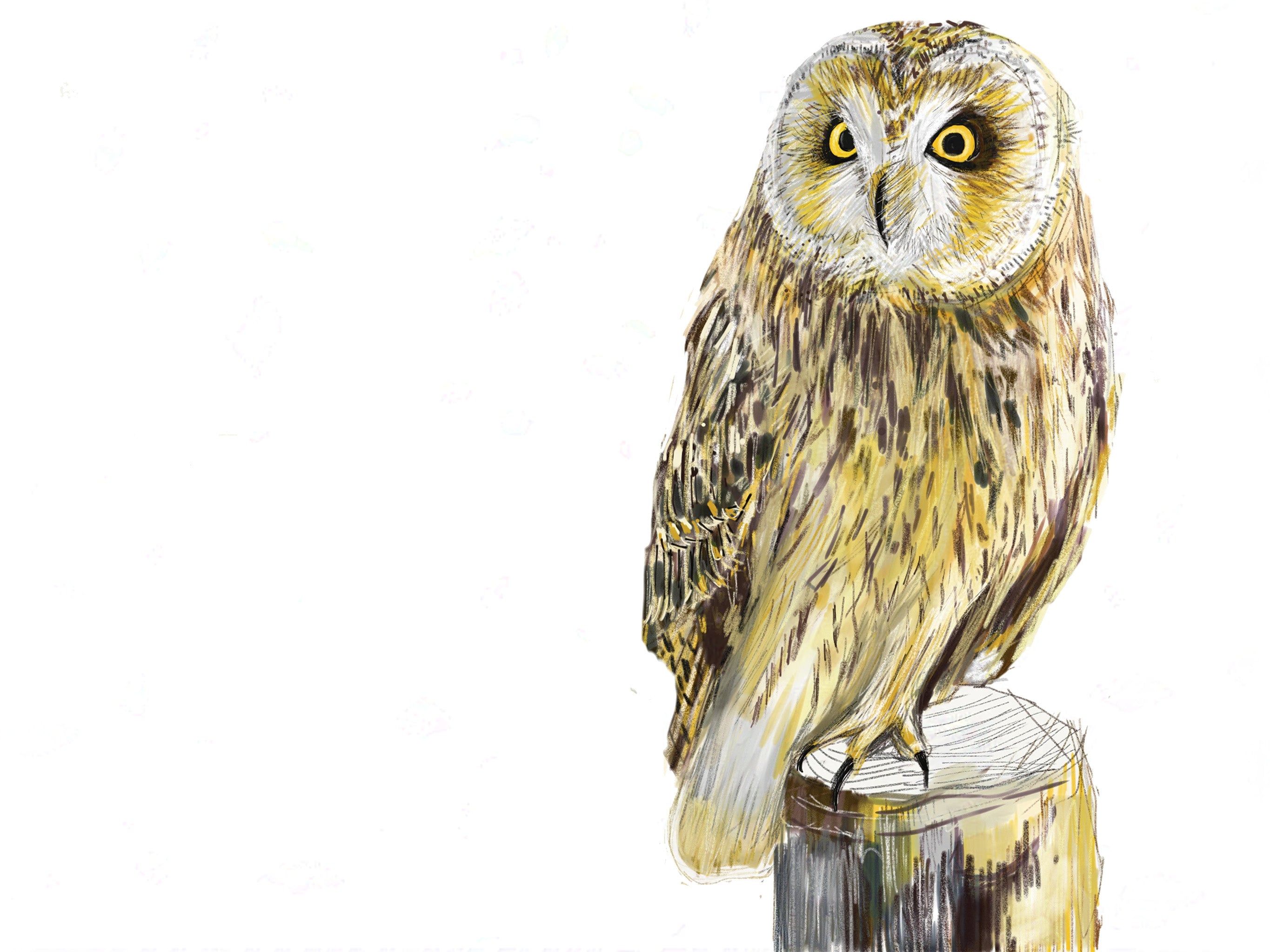 Short-eared Owl Art Print