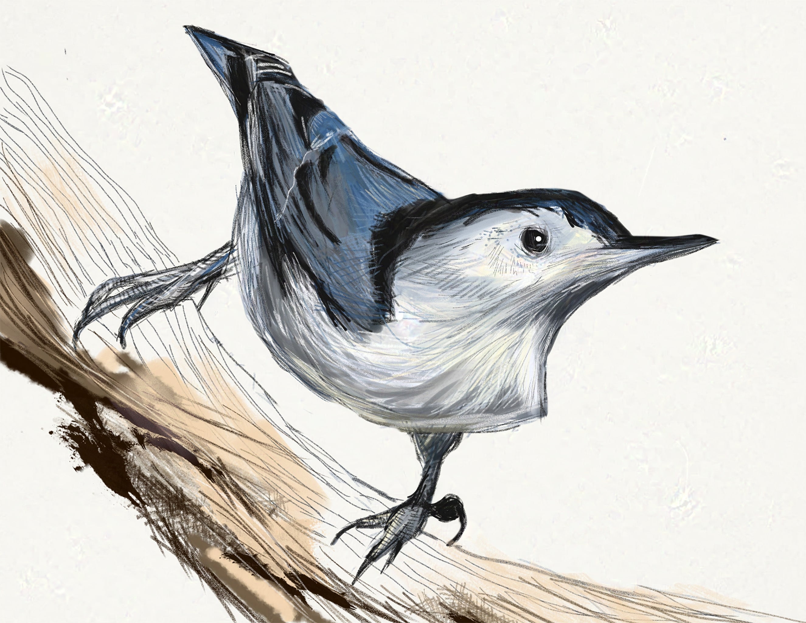 White Breasted Nuthatch Art Print