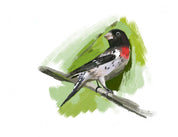 Rose-breasted Grosbeak Art Print