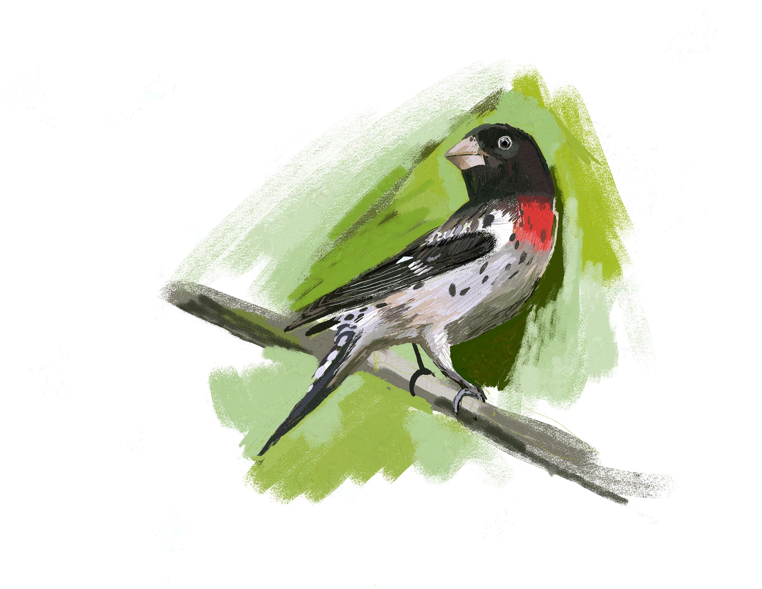 Rose-breasted Grosbeak Art Print